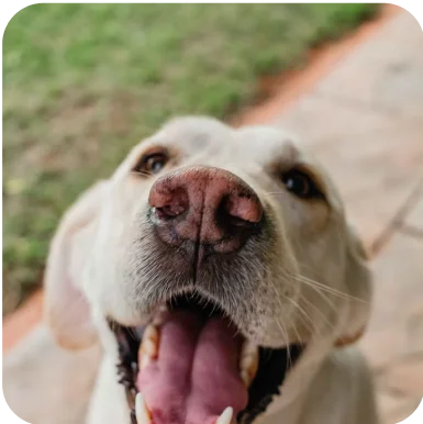 Cachorro feliz